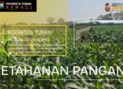 Polri Dukung Astacita, Polsek Semanding Polresta Tuban Turun Cek Tanaman jagung milik Warga di Desa Prunggahan Wetan