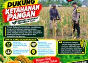 Dukung Astacita, Polsek Palang Polresta Tuban Pantau Langsung Lahan Jagung milik warga Desa Tegalbang