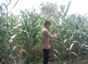 Anggota Polsek Singgahan Polresta Tuban Turun Cek Tanaman jagung Warga di Desa Mulyorejo