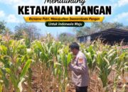 Polsek Tuban Pantau Lahan Jagung, Dukung Program Ketahanan Pangan Nasional