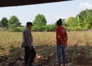 Dukung Asta Cita Presiden, Polsek Tambakboyo Turun ke Lahan Dampingi Petani Jagung