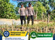 Mendukung Program Ketahanan Pangan, Bhabinkamtibmas Monitoring Pertumbuhan Jagung
