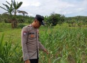 Bhabinkamtibmas Polsek Kenduruan Polresta Tuban Cek Tanaman Jagung Warga, Dukung Ketahanan Pangan Nasional . .