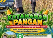 Mendukung Program Ketahanan Pangan, Bhabinkamtibmas Monitoring Pertumbuhan Jagung