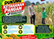 Dukung Astacita, Polsek Palang Polresta Tuban Pantau Langsung Lahan Jagung milik warga Desa Wangun