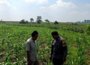 Polsek Grabagan Polresta Tuban Turun Langsung Cek Tanaman Jagung Warga