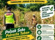 Polsek Soko Polresta Tuban Turun Langsung Cek Tanaman Jagung Warga