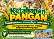 Mendukung Program Ketahanan Pangan, Bhabinkamtibmas Monitoring Pertumbuhan Jagung