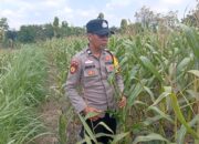 Dukung Astacita Presiden, Petugas Polmas Polsek Kenduruan Polresta Tuban Cek Perkembangan Tanaman Jagung Milik Petani .
