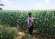 Polri Dukung Astacita, Polsek Merakurak Polresta Tuban Turun Cek Tanaman Jagung Warga di Desa Tuwiri Wetan