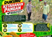 Dukung Astacita, Polsek Palang Polresta Tuban Pantau Langsung Lahan Jagung milik warga Desa Dawung
