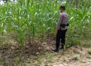 Dukung Asta Cita Presiden, Bhabinkamtibmas Polsek Tambakboyo Monitoring Lahan Jagung Warga