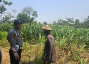 Dukung Ketahanan Pangan Nasional, Petugas Polmas Desa Bendonglateng Polsek Kenduruan Polresta Tuban Dialog dan Beri Motivasi Petani Jagung