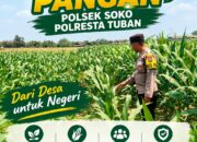 Polsek Soko Polresta Tuban Turun Langsung Cek Tanaman Jagung Warga