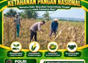 TURUN KE LAPANGAN, ANGGOTA POLSEK KEREK BANTU PETANI PANEN JAGUNG DI DESA BINAAN