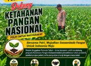 Anggota Polsek Singgahan Polresta Tuban Turun Cek Tanaman jagung Warga di Desa Lajo lor