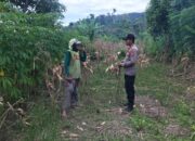 Polsek Grabagan Polresta Tuban Turun Langsung Cek Tanaman Jagung Warga