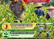Mendukung Program Ketahanan Pangan, Bhabinkamtibmas Monitoring Pertumbuhan Jagung