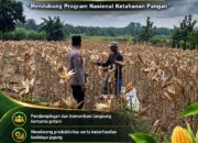 Polsek Parengan Polresta Tuban Pantau Lahan Jagung Warga Desa Parangbatu Dukung Program Astacita
