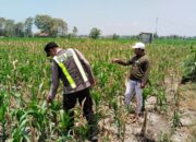Polri Dukung Astacita, Polsek jenu Polres Tuban Turun Cek Tanaman Jagung Warga di Desa suwalan