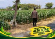 ANGGOTA POLSEK KEREK POLRESTA TUBAN PANTAU PERTUMBUHAN JAGUNG