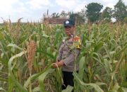 Dukung Program Astacita Presiden Prabowo, Polsek Kenduruan Turun Langsung Pantau Perkembangan Tanaman Jagung Petani