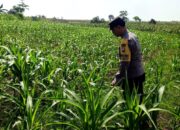 ANGGOTA POLSEK GRABAGAN SAMBANG DESA BINAAN, PANTAU LAHAN JAGUNG DAN MEMASTIKAN SISTEM IRIGASI MASIH LANCAR