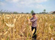 Polri Dukung Astacita, Polsek jenu Polres Tuban Turun Cek Tanaman Jagung Warga di Desa Wadung