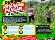 Anggota Polsek Singgahan Polresta Tuban Turun Cek Tanaman jagung Warga di Desa Mulyorejo