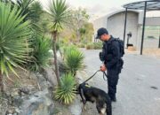 Cegah Ancaman Bom, Unit K-9 Sisir Area Pengamanan MotoGP Mandalika