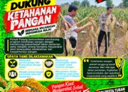 Dukung Astacita, Polsek Palang Polresta Tuban Pantau Langsung Lahan Jagung milik warga Desa Tegalbang