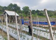 ANGGOTA POLSEK GRABAGAN SAMBANG DESA BINAAN, PANTAU LAHAN JAGUNG DAN MEMASTIKAN SISTEM IRIGASI MASIH LANCAR