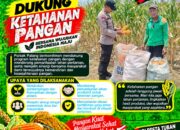 Dukung Astacita, Polsek Palang Polresta Tuban Pantau Langsung Lahan Jagung milik warga Desa Dawung
