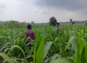 Polsek Grabagan Polresta Tuban Turun Langsung Cek Tanaman Jagung Warga