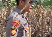 Mendukung Program Ketahanan Pangan, Bhabinkamtibmas Monitoring Pertumbuhan Jagung