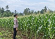 Dukung Swasembada Pangan, Bhabinkamtibmas Polsek Tambakboyo Monitoring Pertumbuhan Jagung