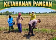 Dukung Program Ketahanan Pangan Anggota Bhabinkamtimas Polsek Senori Polres Tuban Polda Jatim Menanam Jagung Bersama Warga Desa Leran