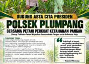Polsek Plumpang Polresta Tuban Turun Langsung Cek Tanaman Jagung Warga