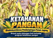 Mendukung Program Ketahanan Pangan, Bhabinkamtibmas Monitoring Pertumbuhan Jagung