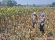 Dukung Astacita Presiden RI, Polsek Kenduruan Polresta Tuban Pantau Perkembangan Tanaman Jagung Milik Petani .