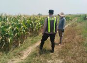 Polri Dukung Astacita, Polsek jenu Polres Tuban Turun Cek Tanaman Jagung Warga di Desa suwalan