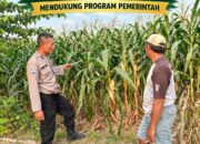 Mendukung Asta Cita Presiden Polmas Polsek Montong Polresta Tuban Pantau Kodisi Tanaman Jagung Milik Warga Desa Jetak