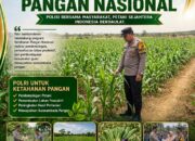 POLSEK KEREK POLRESTA TUBAN LAKUKAN PEMANTAUAN TANAMAN JAGUNG WARGA BINAAN, DUKUNG KETAHANAN PANGAN NASIONAL