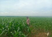Anggota Polsek Singgahan Polresta Tuban Turun Cek Tanaman jagung Warga di Desa Lajo lor