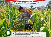 Mendukung Program Ketahanan Pangan, Bhabinkamtibmas Monitoring Pertumbuhan Jagung