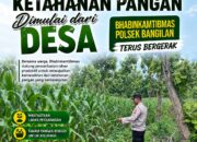 Dukung Program Ketahanan Pangan, Polsek Bangilan Monitoring Pertumbuhan Tanaman Jagung