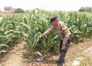 Dukung Astacita, Polsek Jatirogo Cek Langsung Ladang Jagung Warga Desa Bader