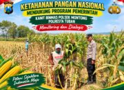 Mendukung Asta Cita Presiden Polmas Polsek Montong Polresta Tuban Pantau Kodisi Tanaman Jagung Milik Warga Desa Jetak
