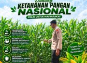 Anggota Polsek Singgahan Polresta Tuban Turun Cek Tanaman jagung Warga di Desa Tingkis