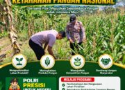POLSEK KEREK POLRESTA TUBAN DUKUNG PROGRAM KETAHANAN PANGAN MELALUI PENDAMPINGAN PETANI JAGUNG